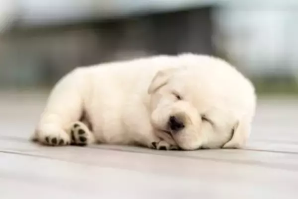 『犬の十戒』愛犬からの10のお願い　より絆を深めるために知っておくべきワンコからのメッセージとは