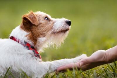 『犬の十戒』愛犬からの10のお願い　より絆を深めるために知っておくべきワンコからのメッセージとは