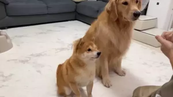 犬が『抱っこして』とお願いしてきたので抱えたら、一緒にいた赤ちゃんが…大好きが止まらない『熱烈すぎる愛情表現』に39万再生の大反響