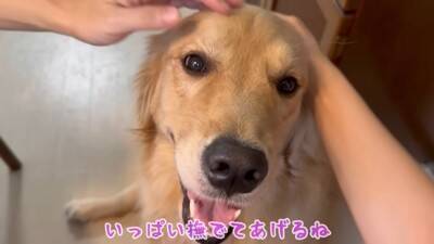 犬が『抱っこして』とお願いしてきたので抱えたら、一緒にいた赤ちゃんが…大好きが止まらない『熱烈すぎる愛情表現』に39万再生の大反響