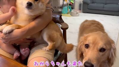 犬が『抱っこして』とお願いしてきたので抱えたら、一緒にいた赤ちゃんが…大好きが止まらない『熱烈すぎる愛情表現』に39万再生の大反響