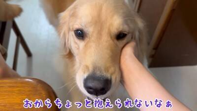犬が『抱っこして』とお願いしてきたので抱えたら、一緒にいた赤ちゃんが…大好きが止まらない『熱烈すぎる愛情表現』に39万再生の大反響