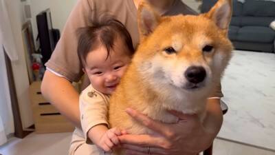 犬が『抱っこして』とお願いしてきたので抱えたら、一緒にいた赤ちゃんが…大好きが止まらない『熱烈すぎる愛情表現』に39万再生の大反響