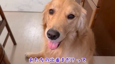 犬が『抱っこして』とお願いしてきたので抱えたら、一緒にいた赤ちゃんが…大好きが止まらない『熱烈すぎる愛情表現』に39万再生の大反響