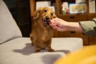 犬を『甘やかしすぎる』ことで起こるリスク5つ　逆効果になる理由や適切な距離感も解説