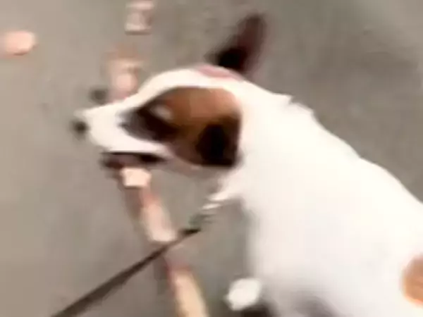 小さな犬が散歩で『巨大な木の棒』を発見→あまりにも面白い『サイズ感』に114万再生の反響「前向けてなくて草」「遭遇したい」「顔の角度ｗ」