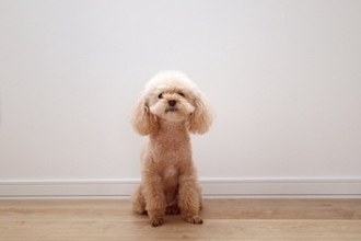 犬が『ブルブルと震える』原因５選　寒いだけじゃない？病気を見分ける方法まで