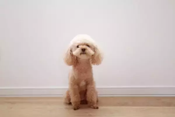 犬が『ブルブルと震える』原因５選　寒いだけじゃない？病気を見分ける方法まで