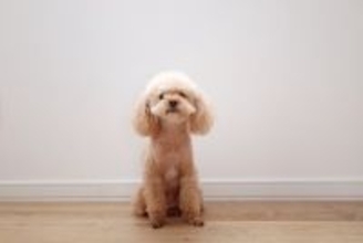 犬が『ブルブルと震える』原因５選　寒いだけじゃない？病気を見分ける方法まで