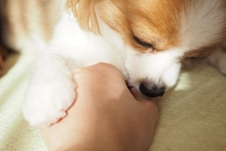 犬が前足で『ちょいちょい』してくる理由6つ　主な心理や意外と知らない本音まで