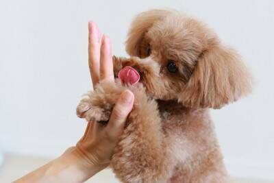 犬が前足で『ちょいちょい』してくる理由6つ　主な心理や意外と知らない本音まで