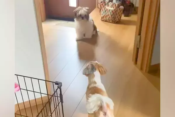 先住犬のトリミングをして家に帰ったら、子犬が『知らないワンコだ』と勘違いをして…『まさかの反応』に「逃げてるのかわいいｗ」と反響