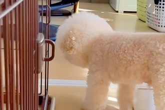 『風邪ひいた、どうしたらいいと思う？』と犬に聞いた結果→『心配してくれた』と思ったら…辛辣な展開が97万再生「好きｗｗ」「期待通り」