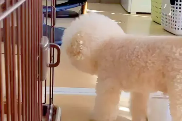 『風邪ひいた、どうしたらいいと思う？』と犬に聞いた結果→『心配してくれた』と思ったら…辛辣な展開が97万再生「好きｗｗ」「期待通り」