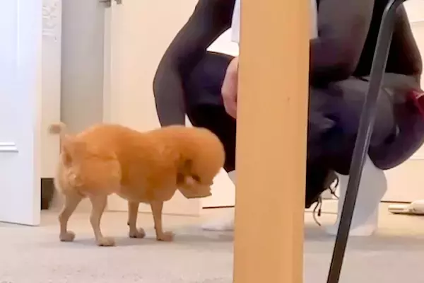 洗濯機が故障したので新調→搬入作業をするお兄さんに、犬が…仕事にならない『やり取り』に反響「狙ってて草」「すごい欲しそうｗ」「社交的」
