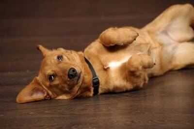 犬が飼い主に『伝えたい』と思っていること5選　見逃したくない愛犬からのメッセージとは？