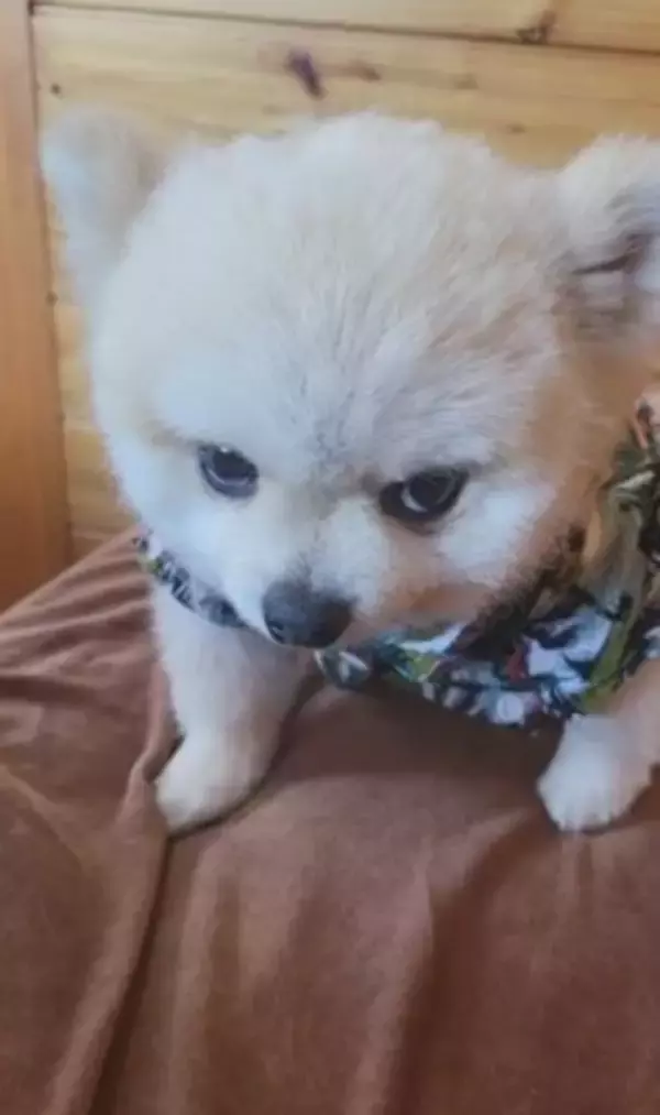 ガチギレの『ガン飛ばし犬』がSNSで話題！可愛すぎるちびっこギャングに284万人が「なんてかわいいお顔なのぉ～」虜に