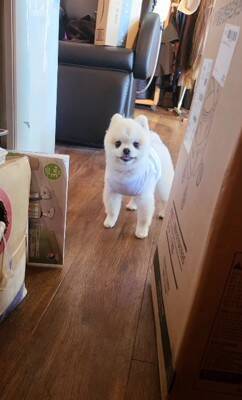 ガチギレの『ガン飛ばし犬』がSNSで話題！可愛すぎるちびっこギャングに284万人が「なんてかわいいお顔なのぉ～」虜に