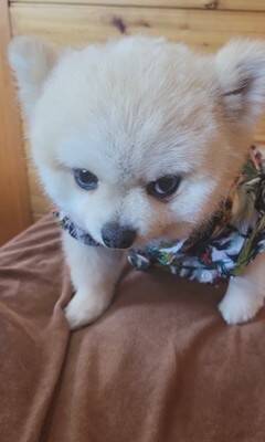 ガチギレの『ガン飛ばし犬』がSNSで話題！可愛すぎるちびっこギャングに284万人が「なんてかわいいお顔なのぉ～」虜に