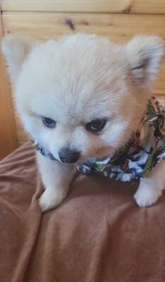 ガチギレの『ガン飛ばし犬』がSNSで話題！可愛すぎるちびっこギャングに284万人が「なんてかわいいお顔なのぉ～」虜に