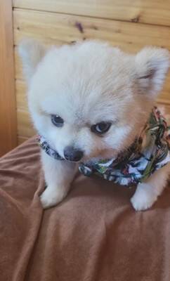 ガチギレの『ガン飛ばし犬』がSNSで話題！可愛すぎるちびっこギャングに284万人が「なんてかわいいお顔なのぉ～」虜に