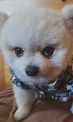 ガチギレの『ガン飛ばし犬』がSNSで話題！可愛すぎるちびっこギャングに284万人が「なんてかわいいお顔なのぉ～」虜に