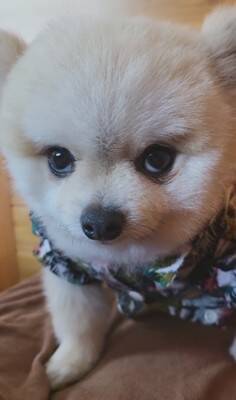 ガチギレの『ガン飛ばし犬』がSNSで話題！可愛すぎるちびっこギャングに284万人が「なんてかわいいお顔なのぉ～」虜に