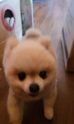 ガチギレの『ガン飛ばし犬』がSNSで話題！可愛すぎるちびっこギャングに284万人が「なんてかわいいお顔なのぉ～」虜に