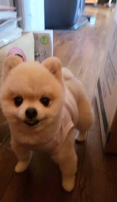 ガチギレの『ガン飛ばし犬』がSNSで話題！可愛すぎるちびっこギャングに284万人が「なんてかわいいお顔なのぉ～」虜に