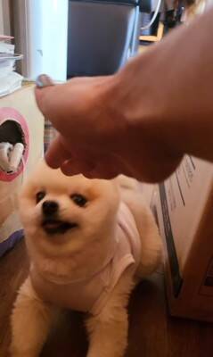 ガチギレの『ガン飛ばし犬』がSNSで話題！可愛すぎるちびっこギャングに284万人が「なんてかわいいお顔なのぉ～」虜に