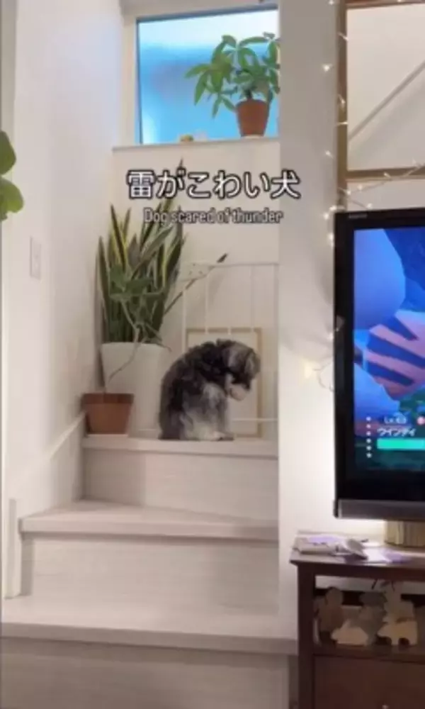 雷が鳴ったら、臆病な犬が…まるでこの世の終わりのような『守ってあげたくなる光景』が307万再生「胸がギュッとなった」「抱きしめたい」