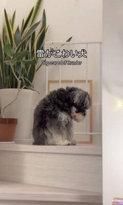 雷が鳴ったら、臆病な犬が…まるでこの世の終わりのような『守ってあげたくなる光景』が307万再生「胸がギュッとなった」「抱きしめたい」