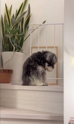 雷が鳴ったら、臆病な犬が…まるでこの世の終わりのような『守ってあげたくなる光景』が307万再生「胸がギュッとなった」「抱きしめたい」