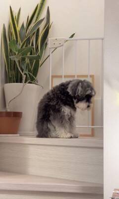 雷が鳴ったら、臆病な犬が…まるでこの世の終わりのような『守ってあげたくなる光景』が307万再生「胸がギュッとなった」「抱きしめたい」