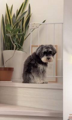 雷が鳴ったら、臆病な犬が…まるでこの世の終わりのような『守ってあげたくなる光景』が307万再生「胸がギュッとなった」「抱きしめたい」