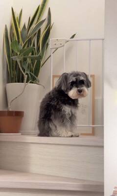 雷が鳴ったら、臆病な犬が…まるでこの世の終わりのような『守ってあげたくなる光景』が307万再生「胸がギュッとなった」「抱きしめたい」