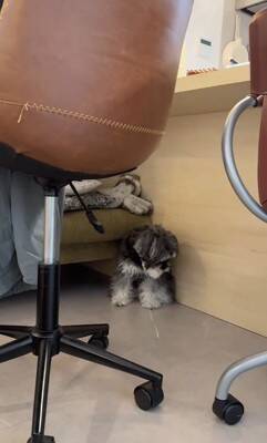 雷が鳴ったら、臆病な犬が…まるでこの世の終わりのような『守ってあげたくなる光景』が307万再生「胸がギュッとなった」「抱きしめたい」