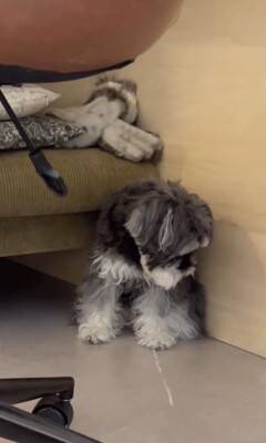 雷が鳴ったら、臆病な犬が…まるでこの世の終わりのような『守ってあげたくなる光景』が307万再生「胸がギュッとなった」「抱きしめたい」