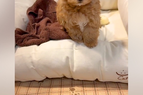 『ママ、たすけて…』ベッドから降りられない小さな子犬→あまりにも赤ちゃんすぎる『困り顔』が46万再生「表情がたまらん」「犬生一周目ｗｗ」