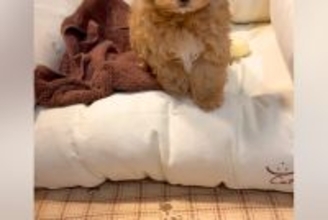 『ママ、たすけて…』ベッドから降りられない小さな子犬→あまりにも赤ちゃんすぎる『困り顔』が46万再生「表情がたまらん」「犬生一周目ｗｗ」