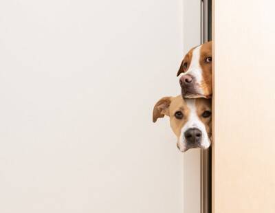 犬が飼い主を『出待ちする』理由５選　お風呂やトイレについてくる心理や注意点まで