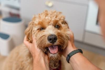 犬が飼い主を『出待ちする』理由５選　お風呂やトイレについてくる心理や注意点まで