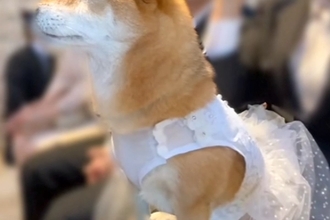 パパとママの結婚式に参加した犬→挙式中、真剣に見つめて…『一生幸せにする』涙溢れる表情が159万再生「綺麗だよって言ってる」「泣いた」