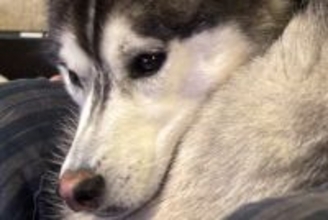 飼い主の膝の上に乗るハスキー犬→なんとか収まろうとして…まさかの『猫化してしまう光景』に2万いいね「かわいい」「間違いなく犬型のネコ」