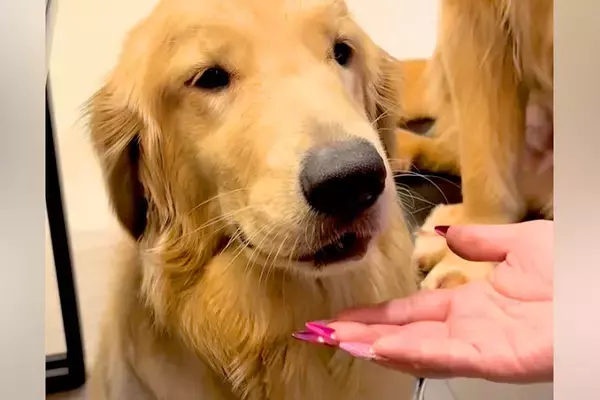 口の中に何かを隠している大型犬→『ちょうだい』と手を差し出すと…丸ごと隠していた『まさかのモノ』に驚き「噛まずに大事にｗｗ」「たまらん」