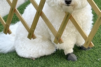 庭で作業するため『バリケード』を設置した結果→犬が様子を見に来て…AIのバグのような『まさかの顔面』に爆笑「処理ミスｗ」「刺さってて草」