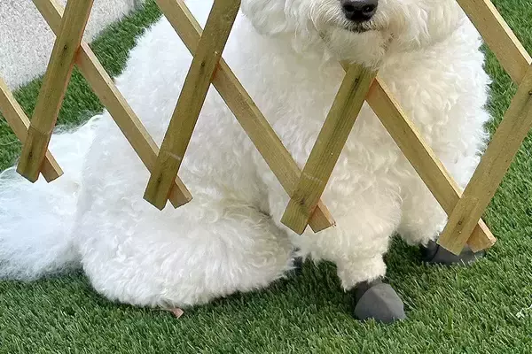 庭で作業するため『バリケード』を設置した結果→犬が様子を見に来て…AIのバグのような『まさかの顔面』に爆笑「処理ミスｗ」「刺さってて草」