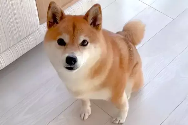 4歳の女の子が起きる時間なので、犬に『起こしてくるよ』と伝えた結果→なぜか慌てて…健気で尊い光景が26万再生「泣けた」「大好きなんだ」