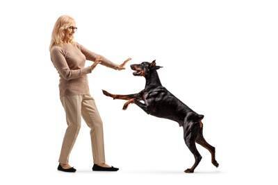 犬が飼い主に『突進』する3つの理由　体当たりをしてくるのはなぜ？やめさせるべき？