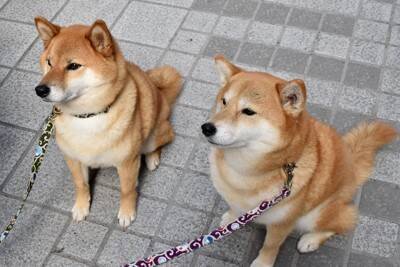 犬が飼い主に『突進』する3つの理由　体当たりをしてくるのはなぜ？やめさせるべき？